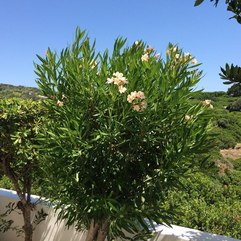 Sea Breeze Apartments Chios Monolia エクステリア 写真