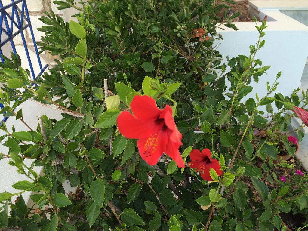 Sea Breeze Apartments Chios Monolia エクステリア 写真